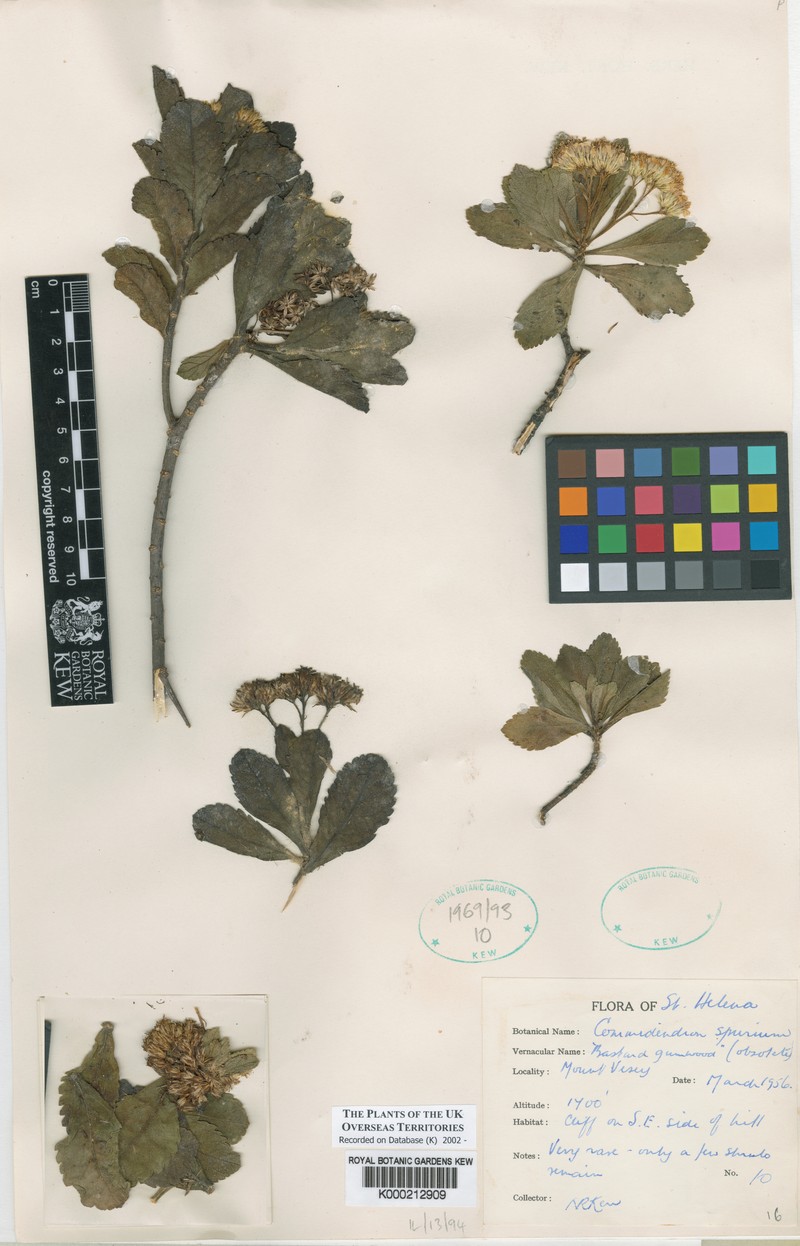 Commidendrum spurium photo 4