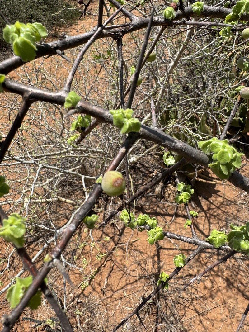 Commiphora africana var. africana