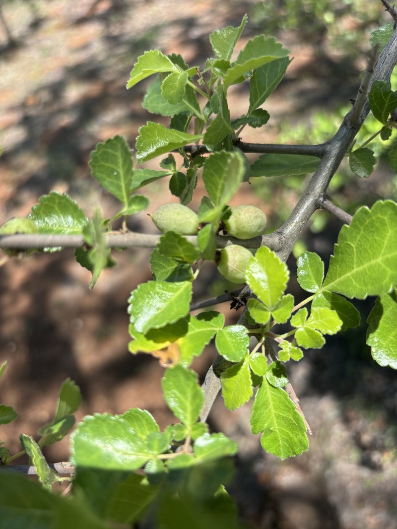 Commiphora africana var. africana photo 2