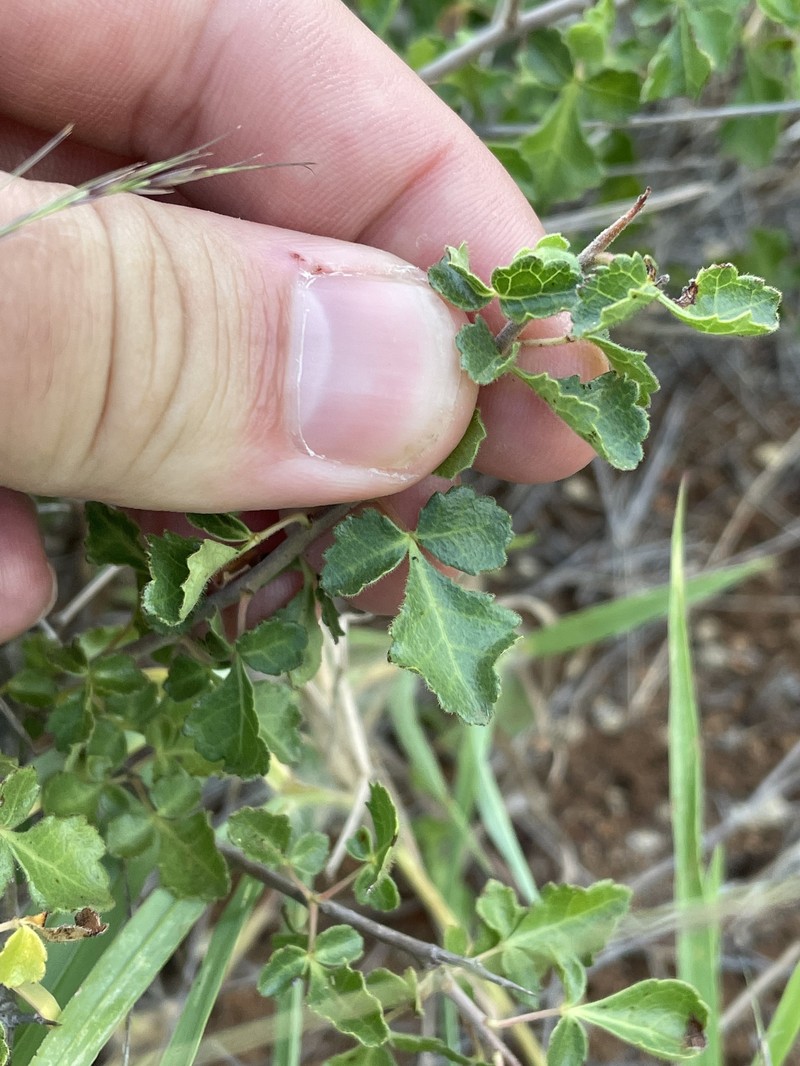 Commiphora africana var. africana photo 3