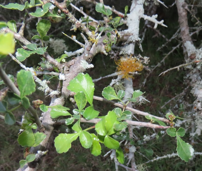 Commiphora africana var. africana photo 4