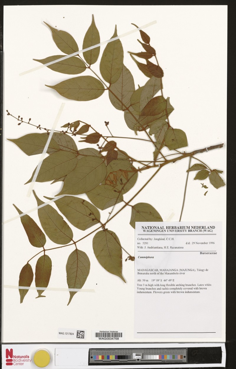 Commiphora andranovoryensis