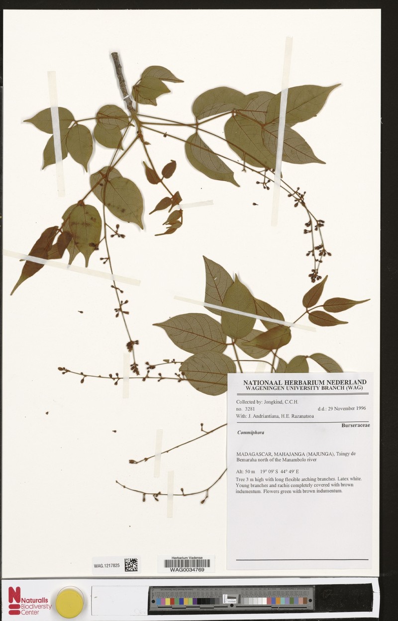 Commiphora andranovoryensis photo 2