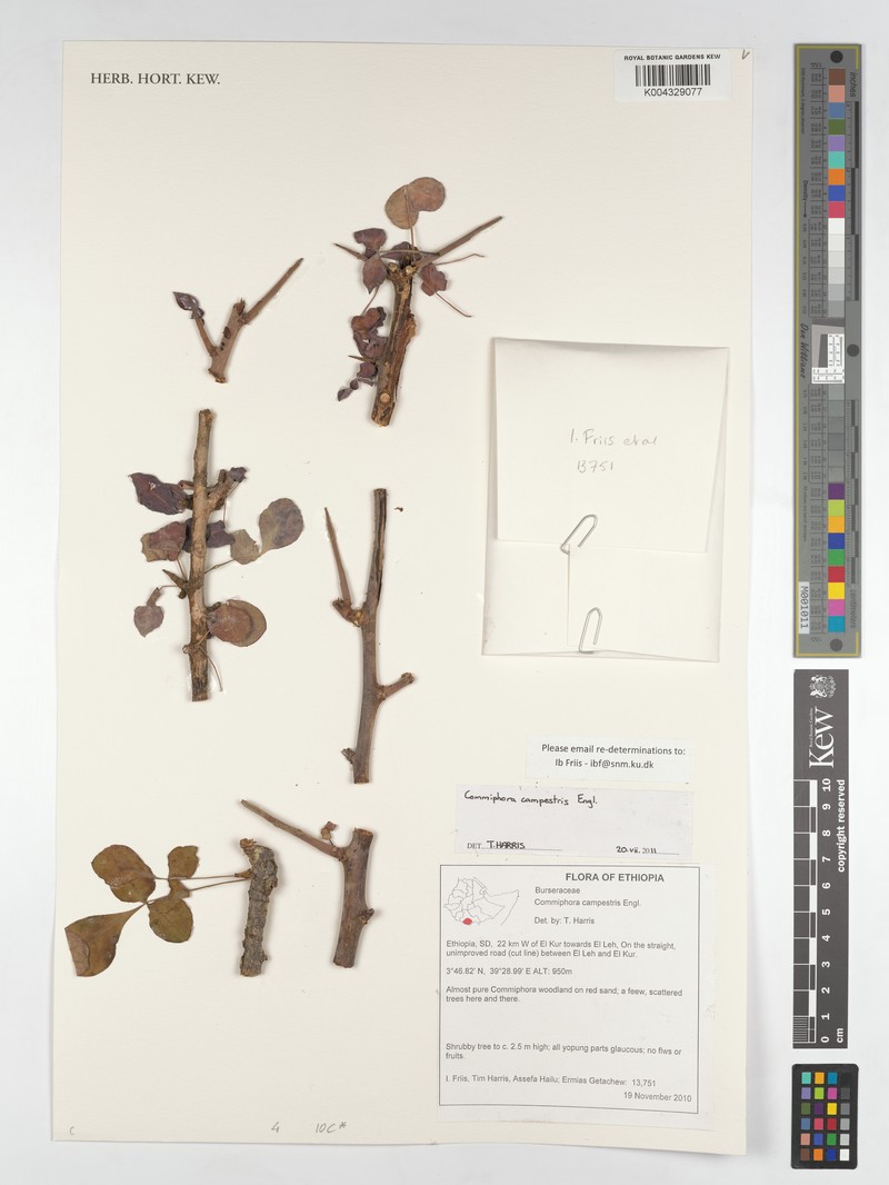 Commiphora campestris subsp. campestris
