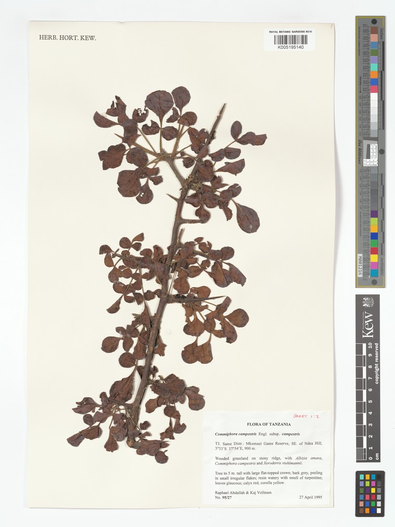 Commiphora campestris subsp. campestris photo 2