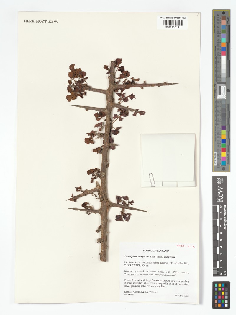 Commiphora campestris subsp. campestris photo 3