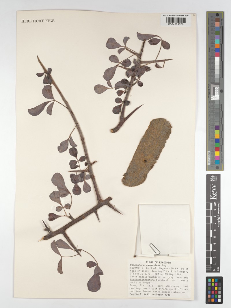 Commiphora campestris subsp. campestris photo 4