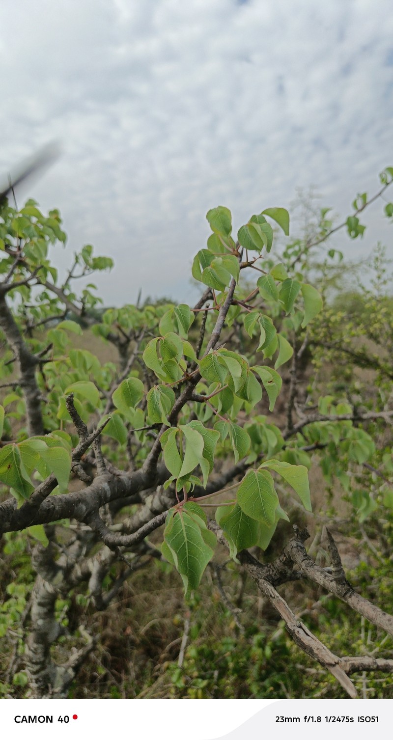 Commiphora edulis subsp. edulis