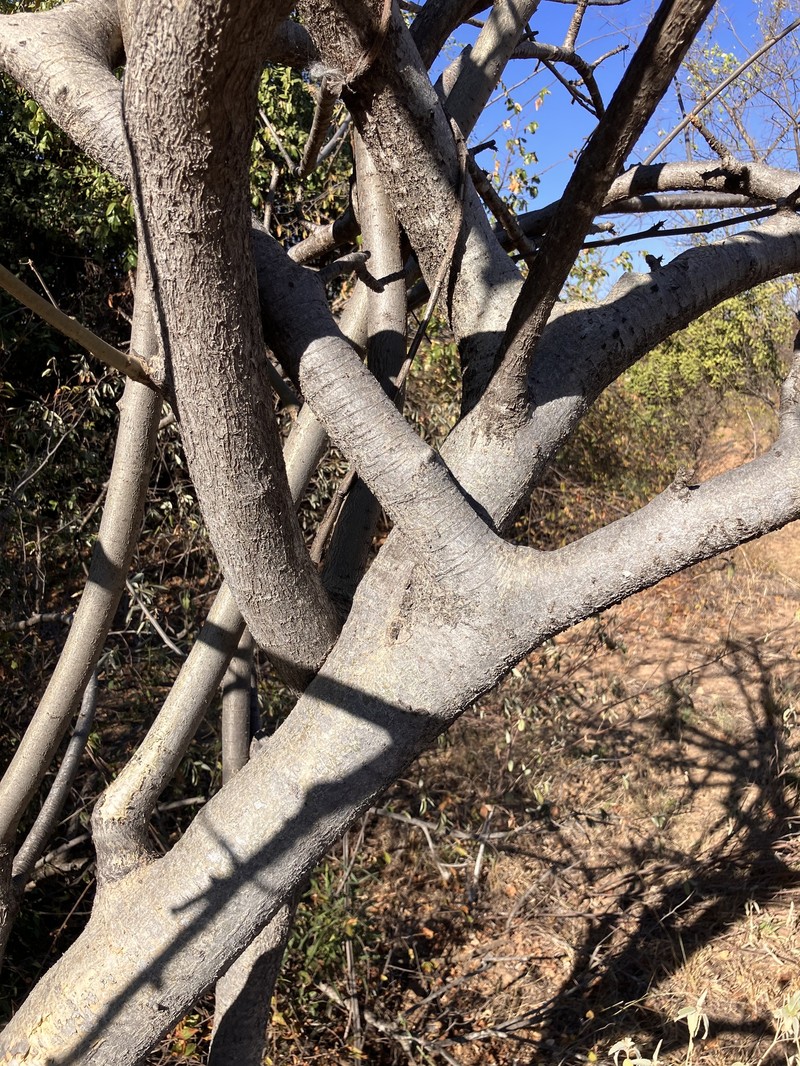 Commiphora edulis subsp. edulis photo 2