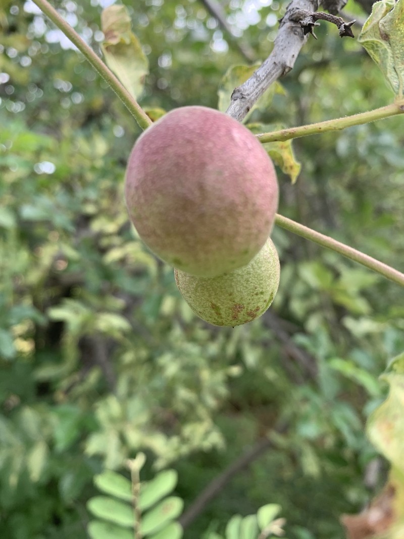 Commiphora edulis subsp. edulis photo 3