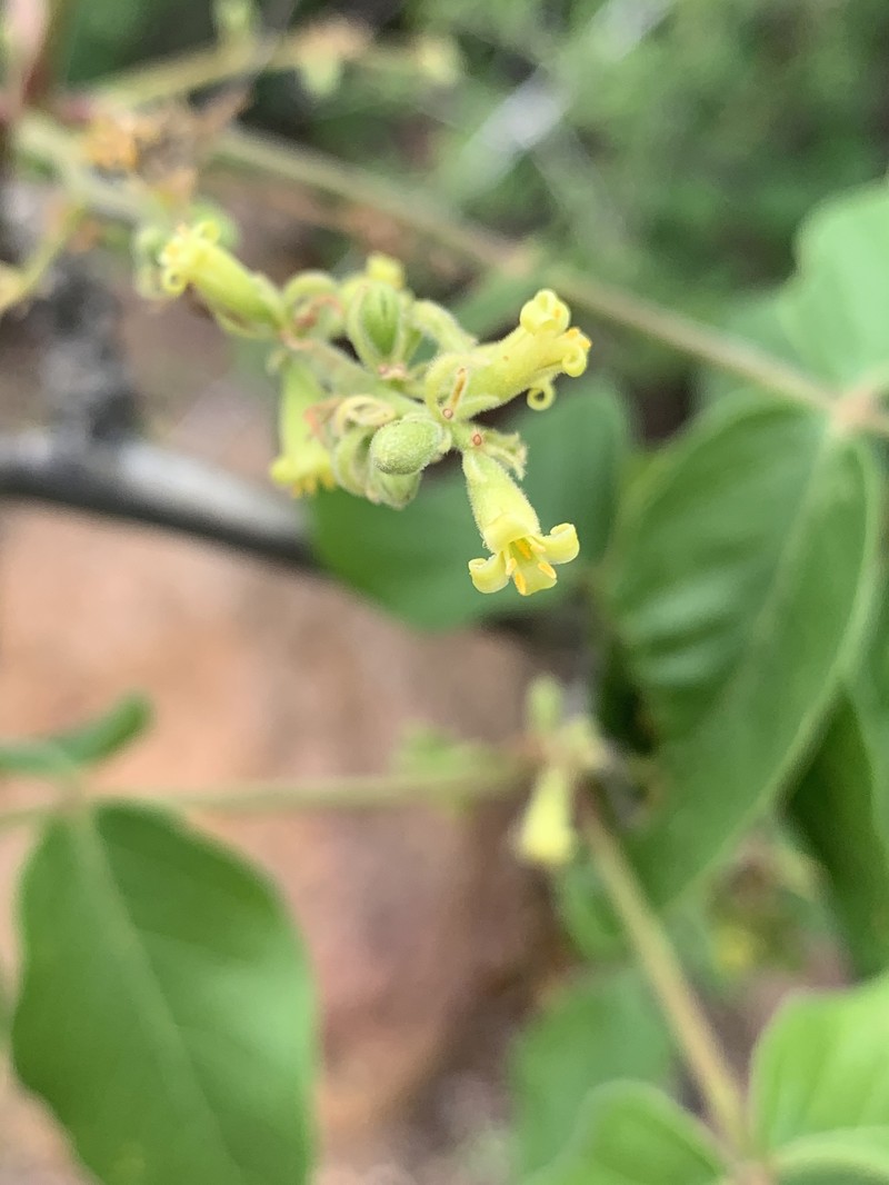 Commiphora edulis subsp. edulis photo 4