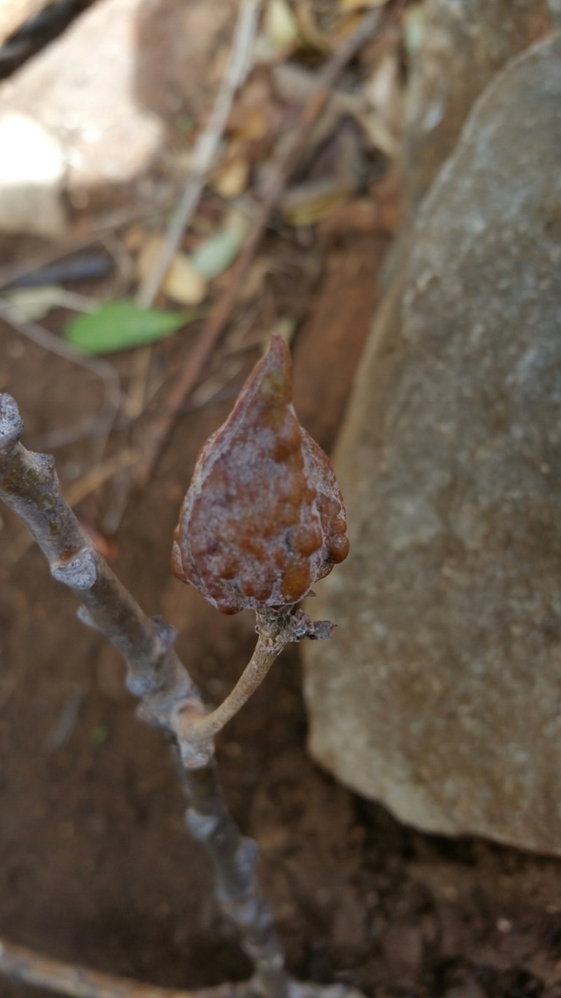 Commiphora elliptica
