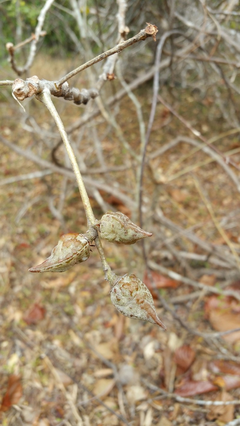 Commiphora elliptica photo 3