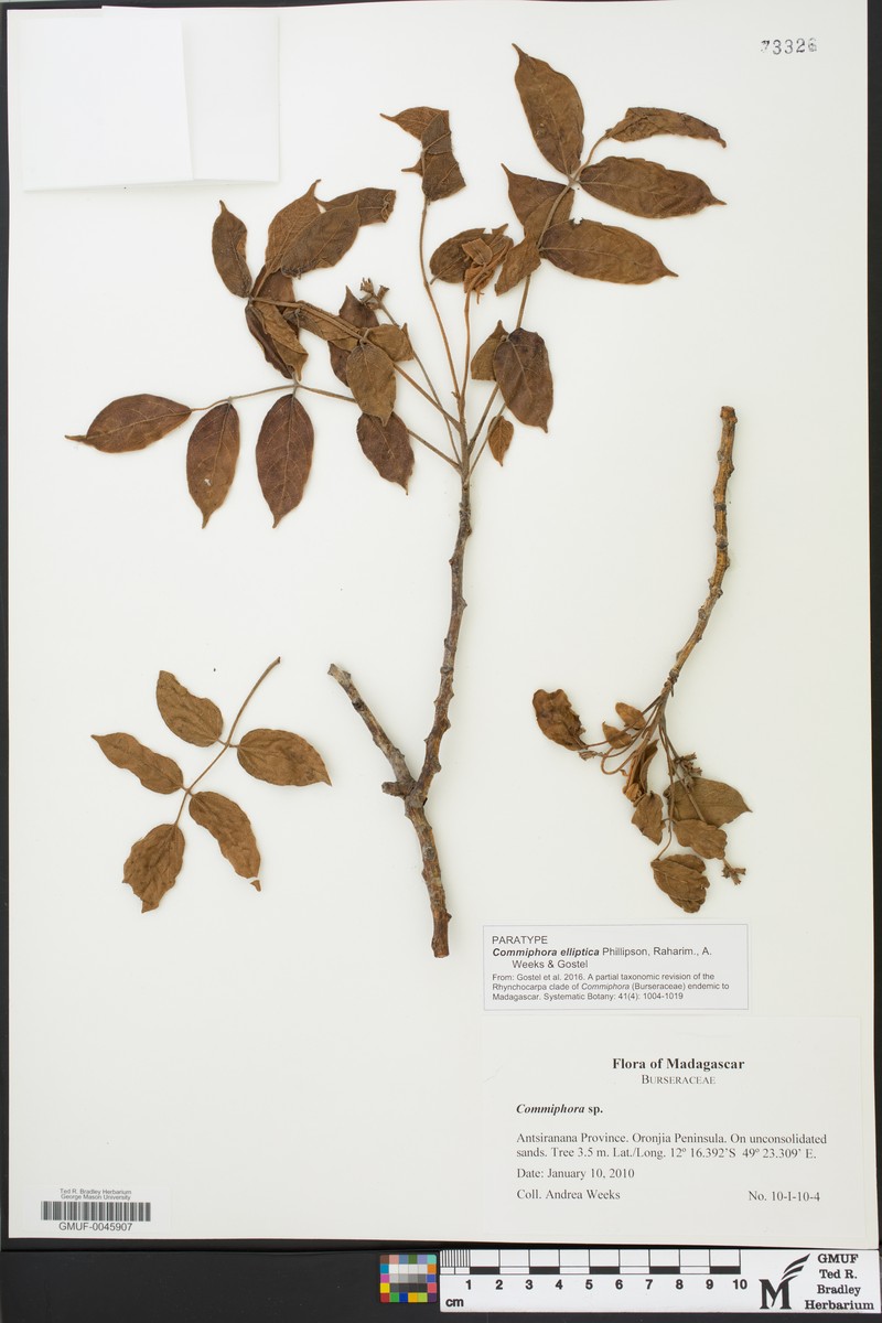 Commiphora elliptica photo 4