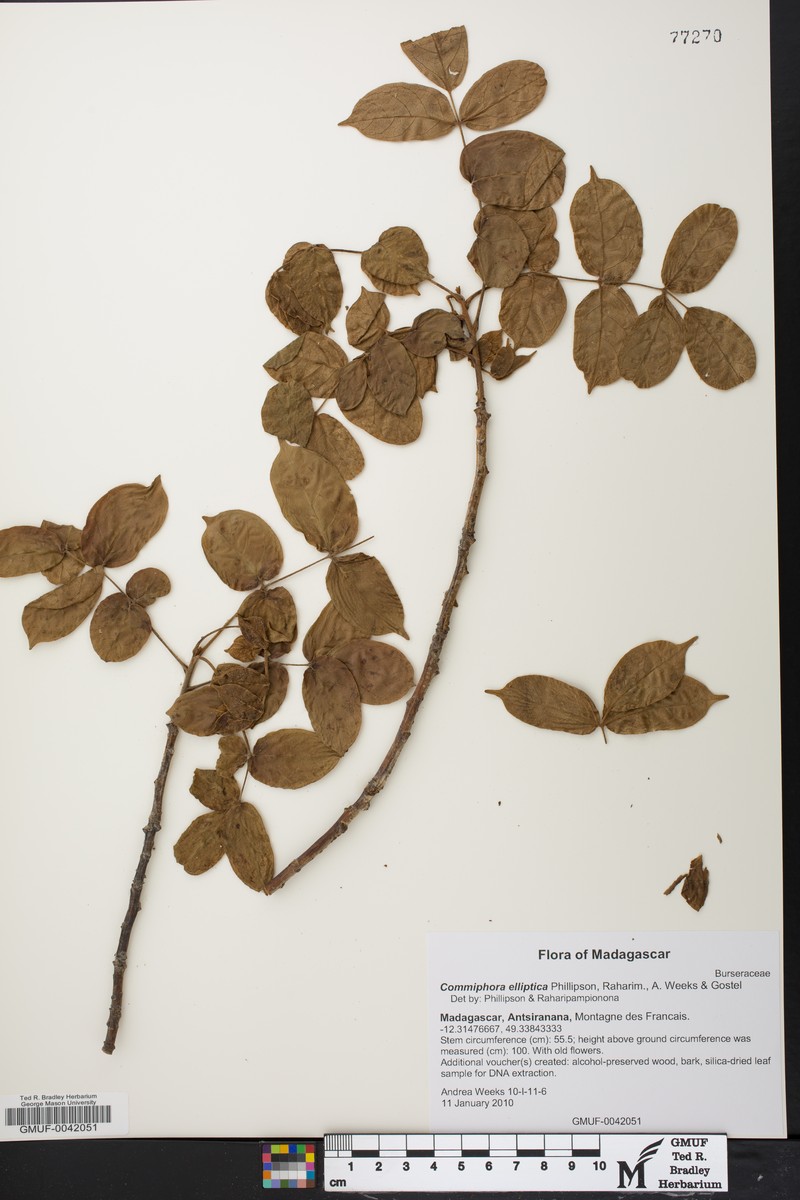 Commiphora elliptica photo 5