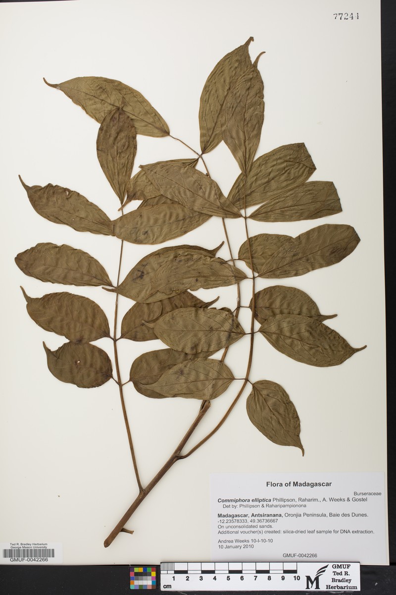 Commiphora elliptica photo 6