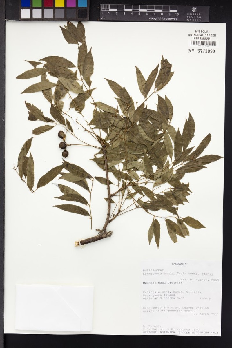 Commiphora eminii subsp. eminii