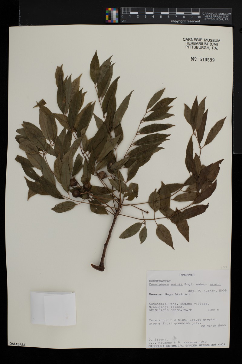 Commiphora eminii subsp. eminii photo 2