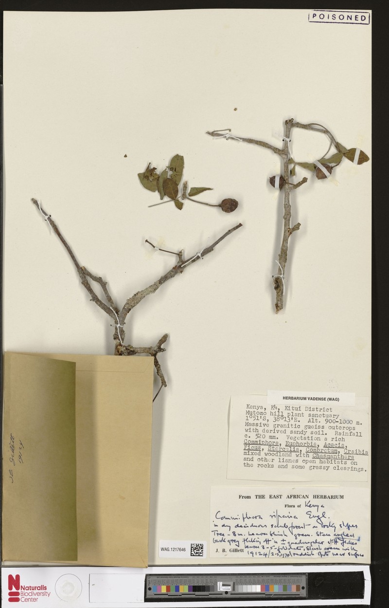 Commiphora mildbraedii subsp. mildbraedii