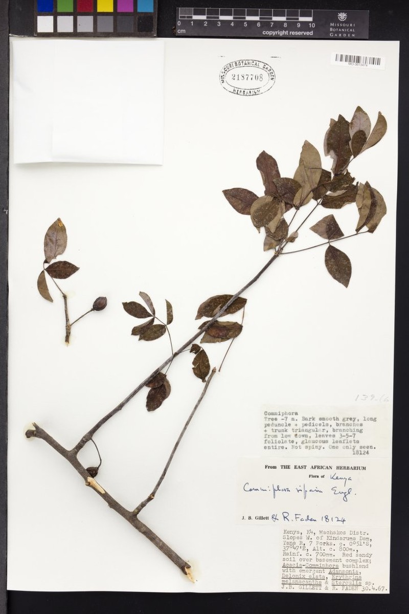 Commiphora mildbraedii subsp. mildbraedii photo 2