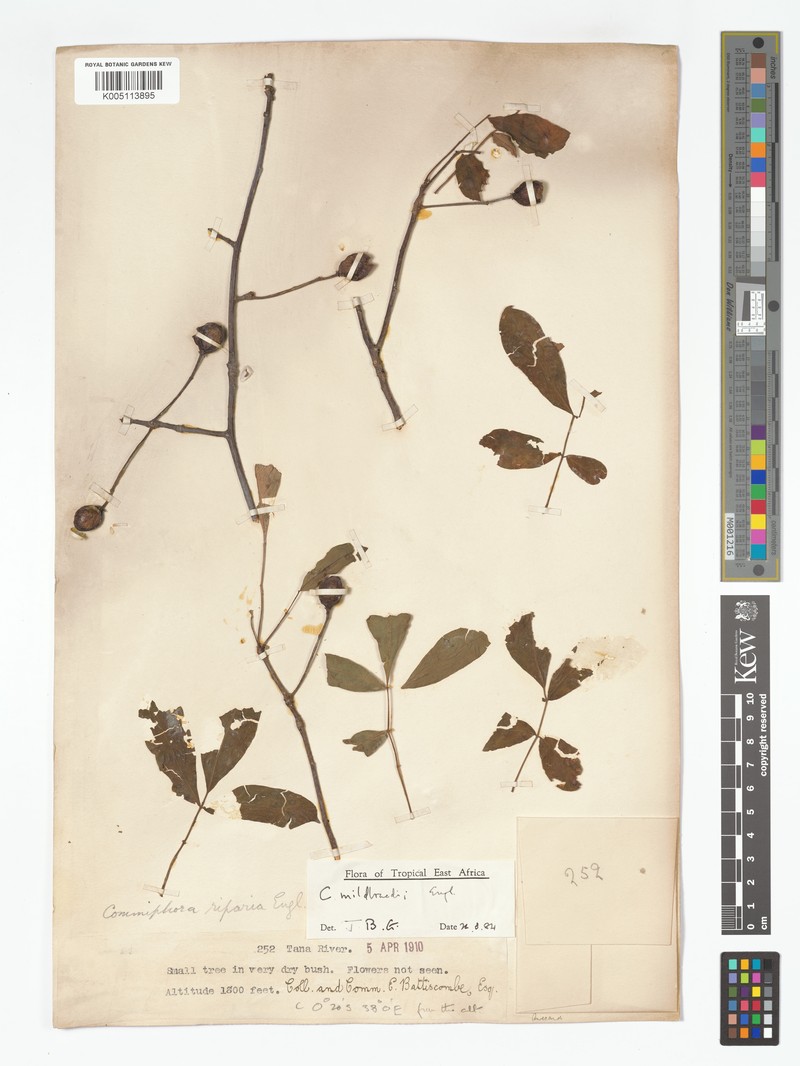 Commiphora mildbraedii subsp. mildbraedii photo 3