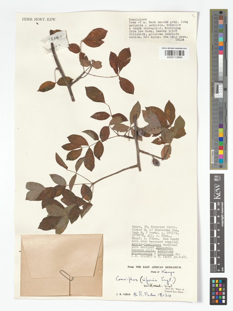 Commiphora mildbraedii subsp. mildbraedii photo 4