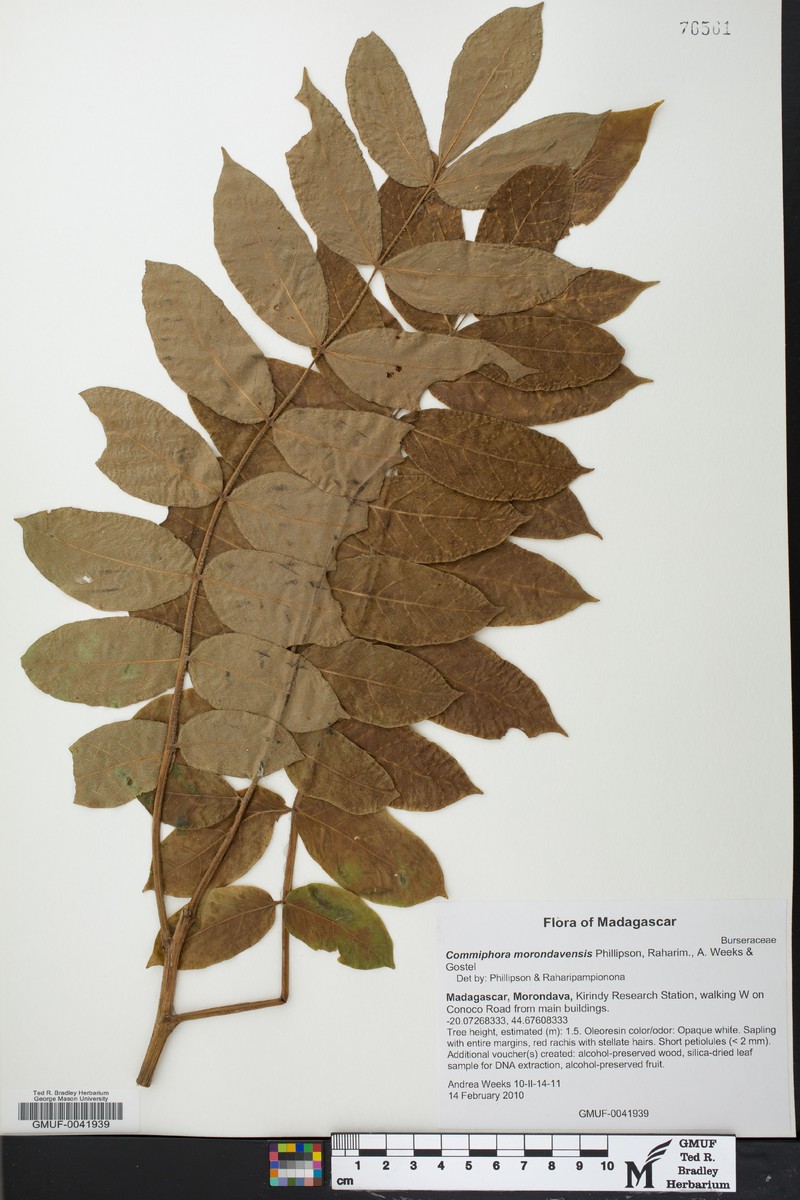 Commiphora morondavensis