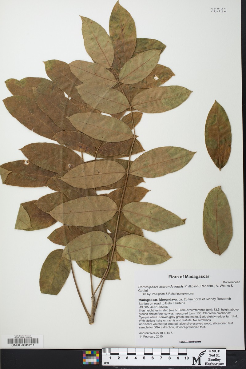 Commiphora morondavensis photo 2