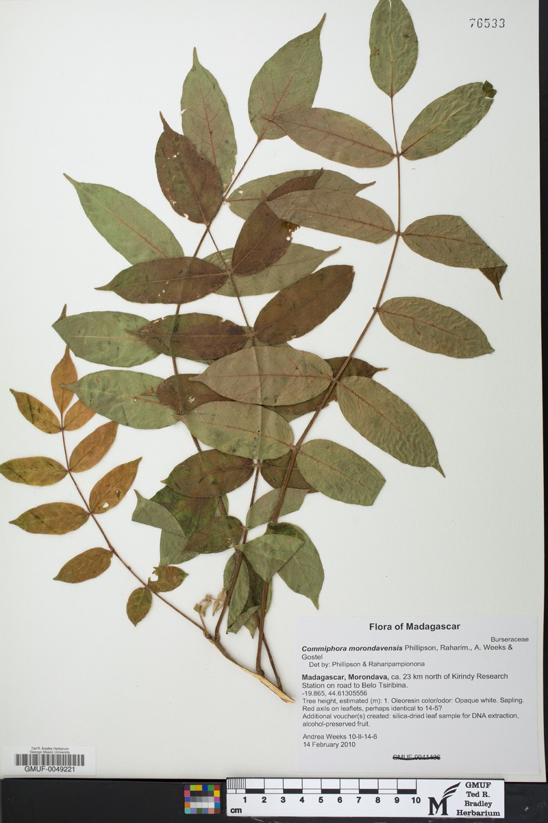 Commiphora morondavensis photo 3
