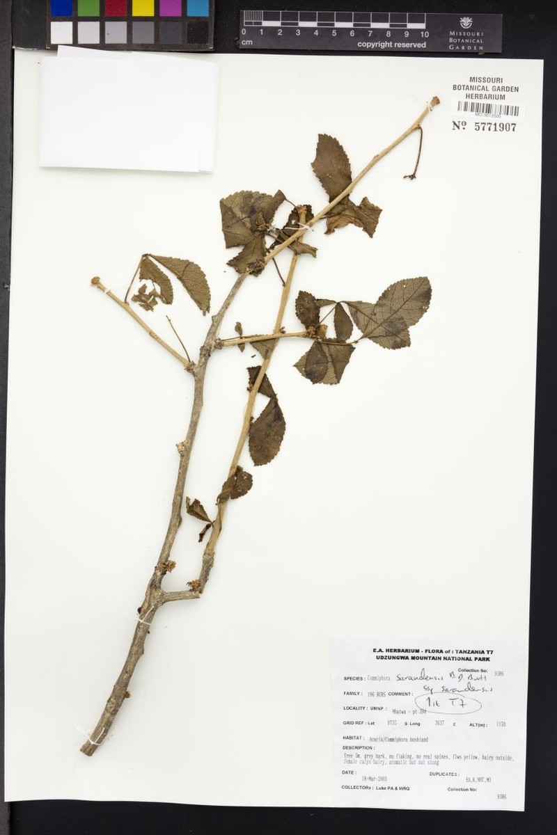 Commiphora sarandensis subsp. sarandensis