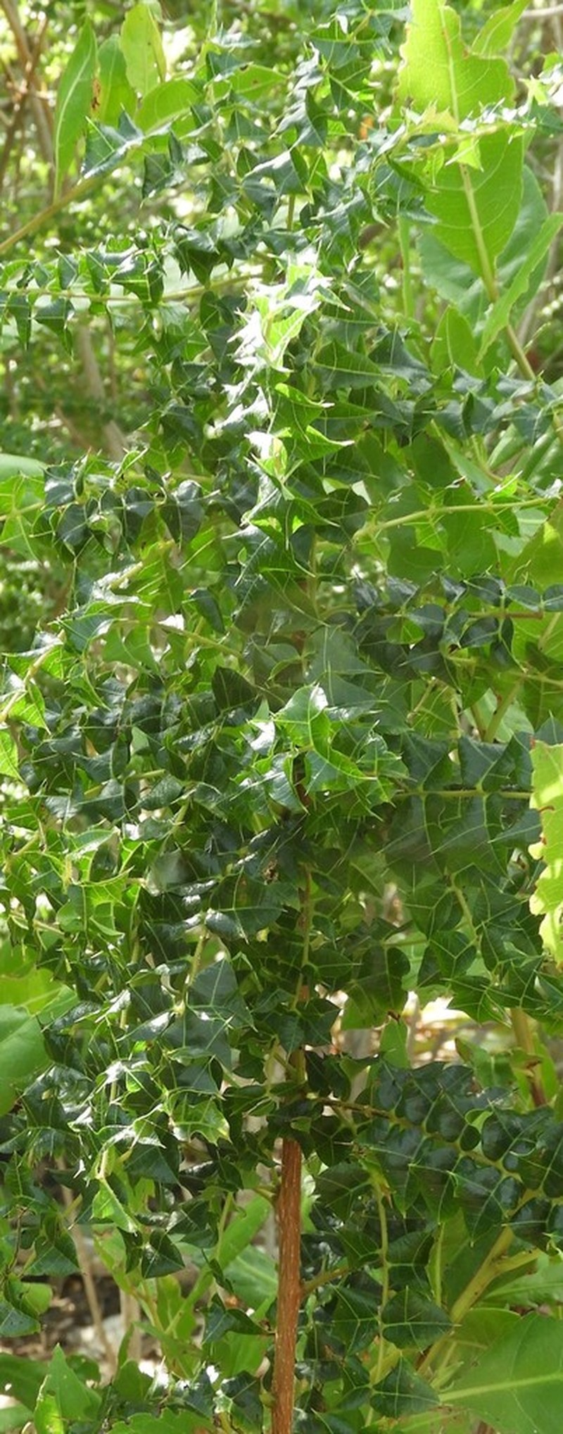 Poison Ash photo 4