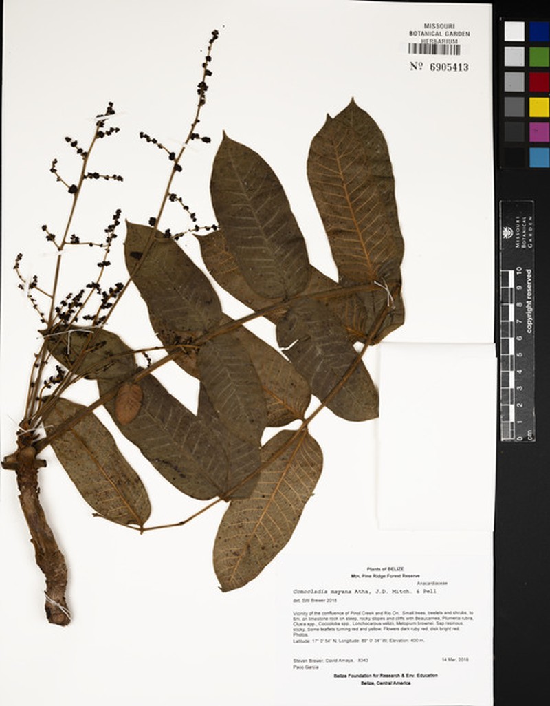 Comocladia mayana