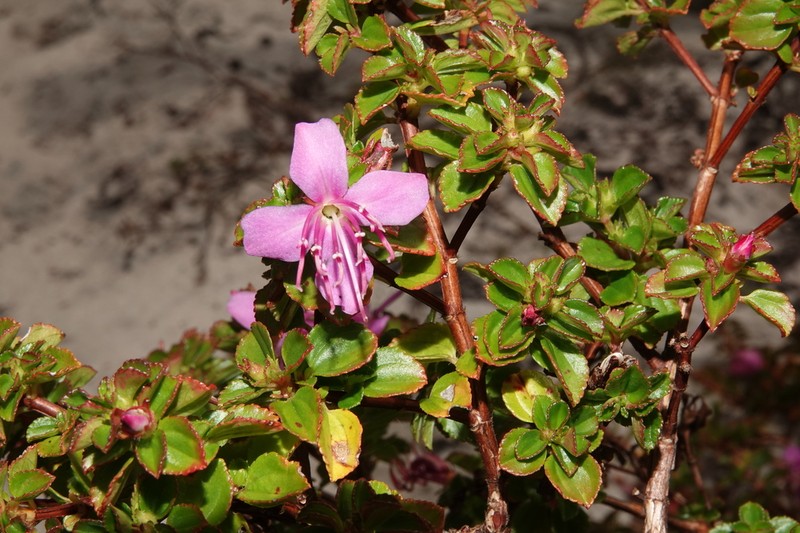 Comolia abaetensis