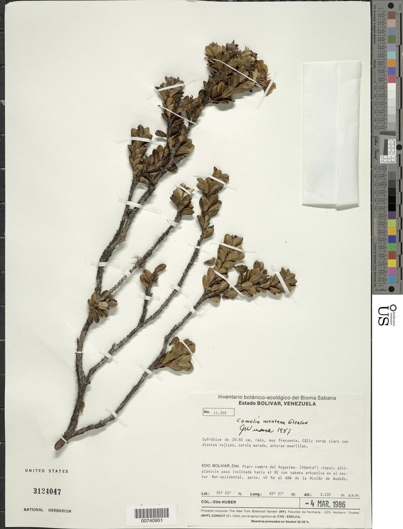 Comoliopsis montana