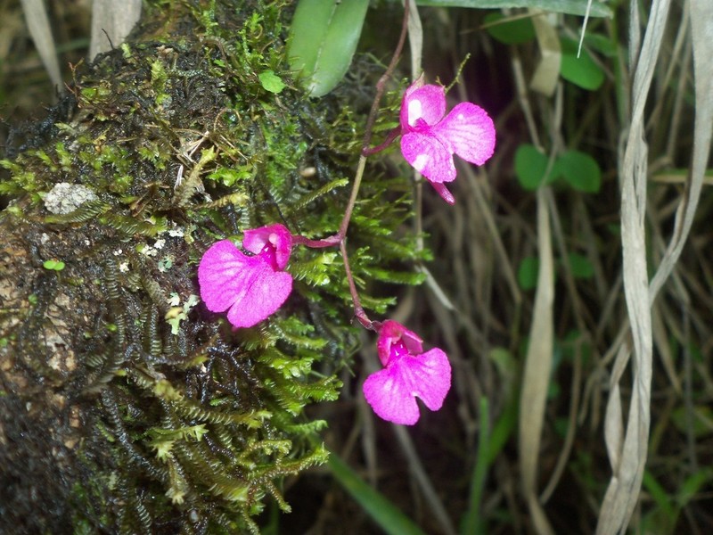 Snail Orchid