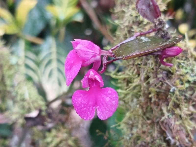 Snail Orchid photo 2