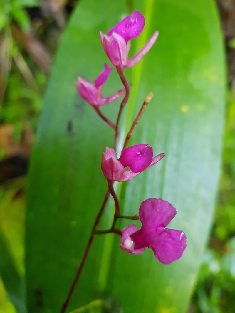 Snail Orchid photo 3