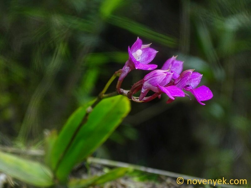 Snail Orchid photo 4