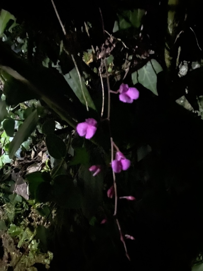 Snail Orchid photo 5