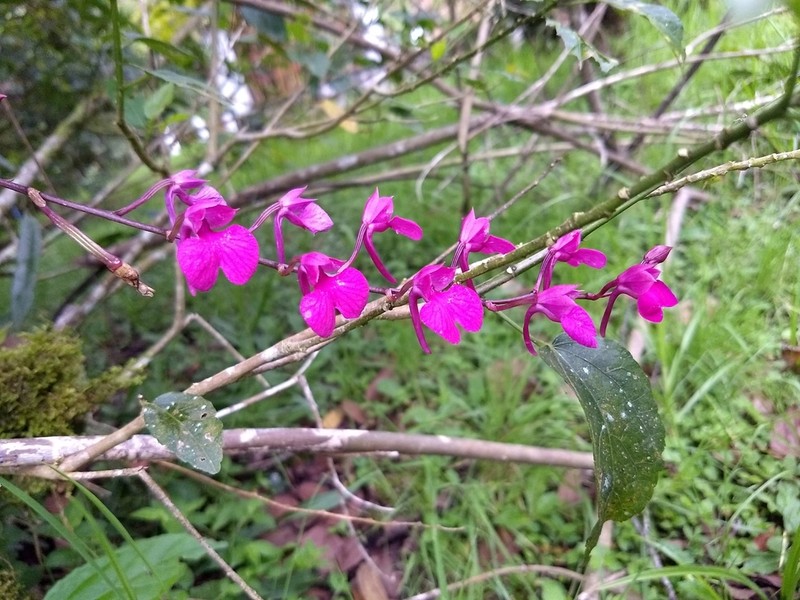 Snail Orchid photo 6
