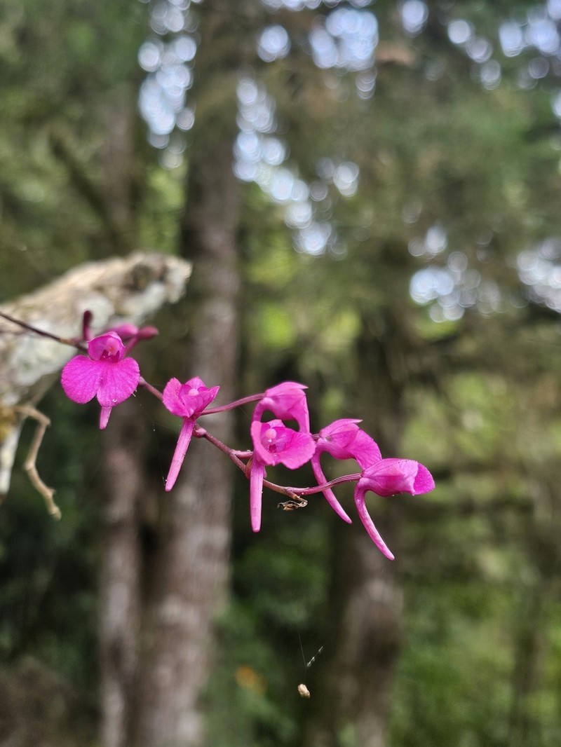 Snail Orchid photo 7