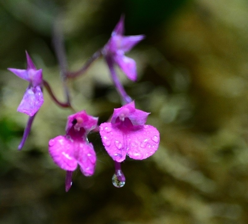 Snail Orchid photo 8