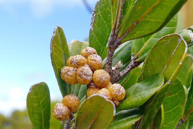 Comptonella oreophila var. oreophila