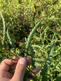 Sweet Fern