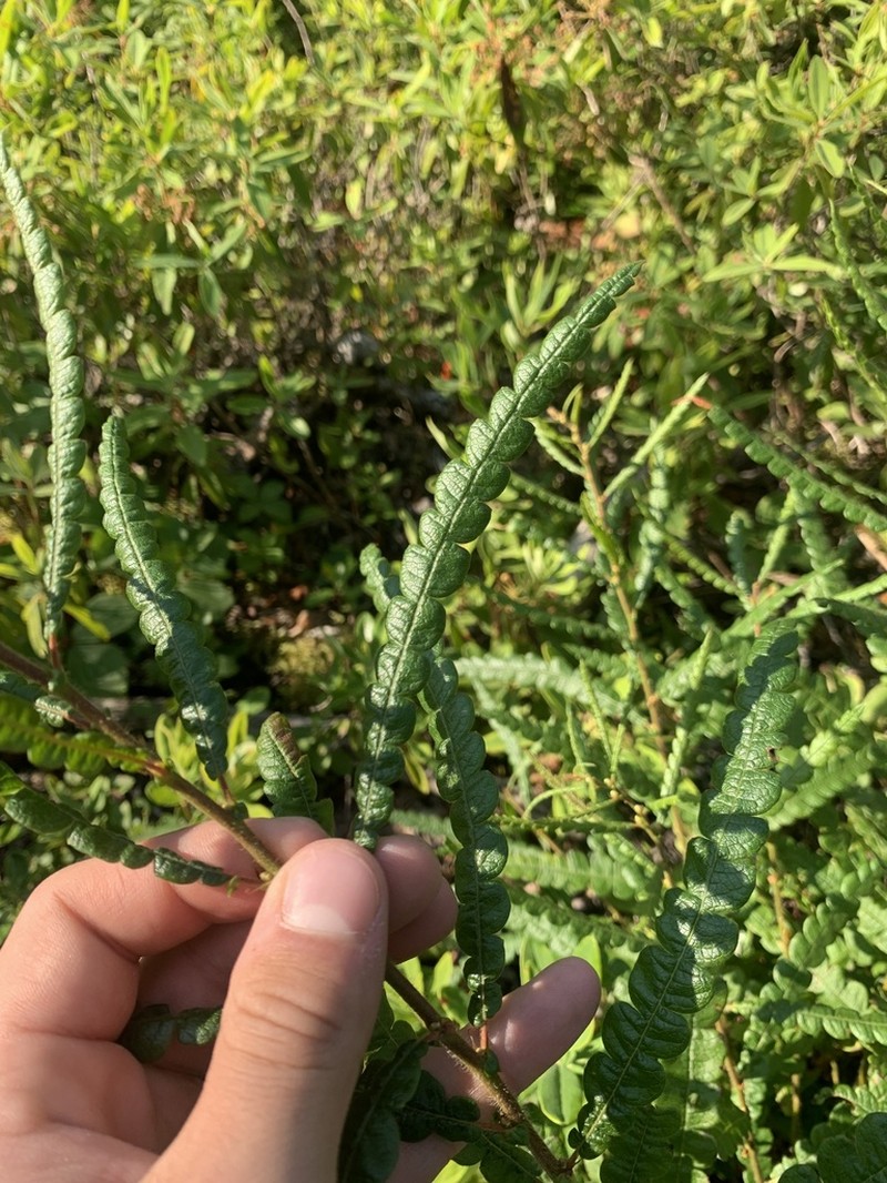 Sweet Fern