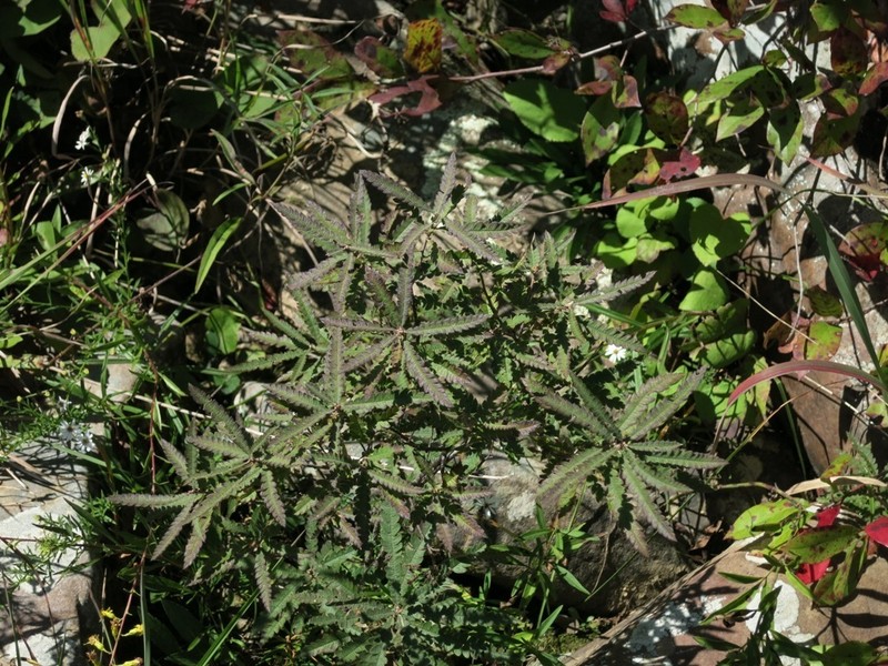 Sweet Fern photo 2
