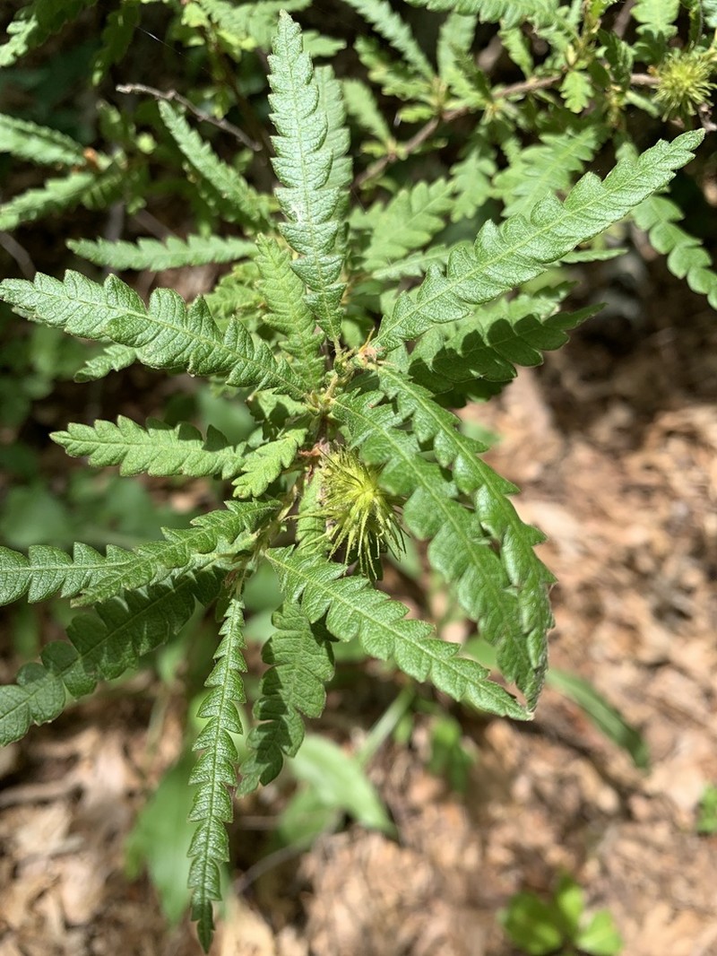 Sweet Fern photo 3