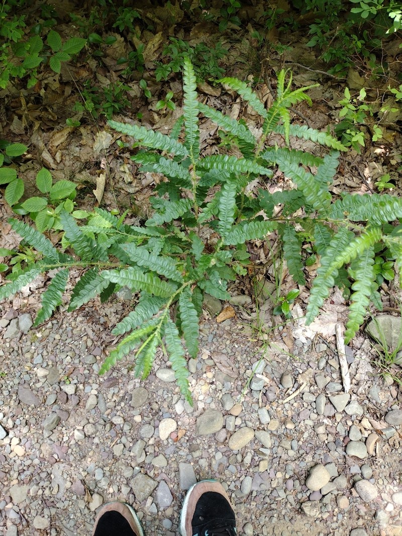 Sweet Fern photo 4