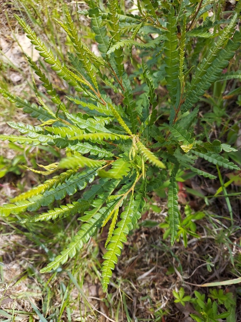 Sweet Fern photo 5