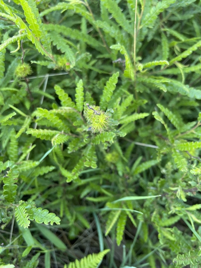 Sweet Fern photo 6